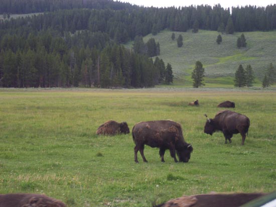 2006 family reunion in Yellowstone National Park
